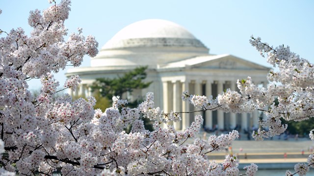 Branch of cherry blossoms overhanging a view of the Jefferson Memorial